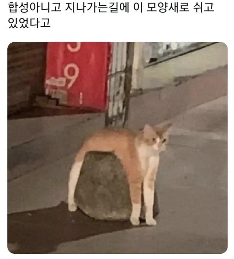 지나가다 고양이 봤는데