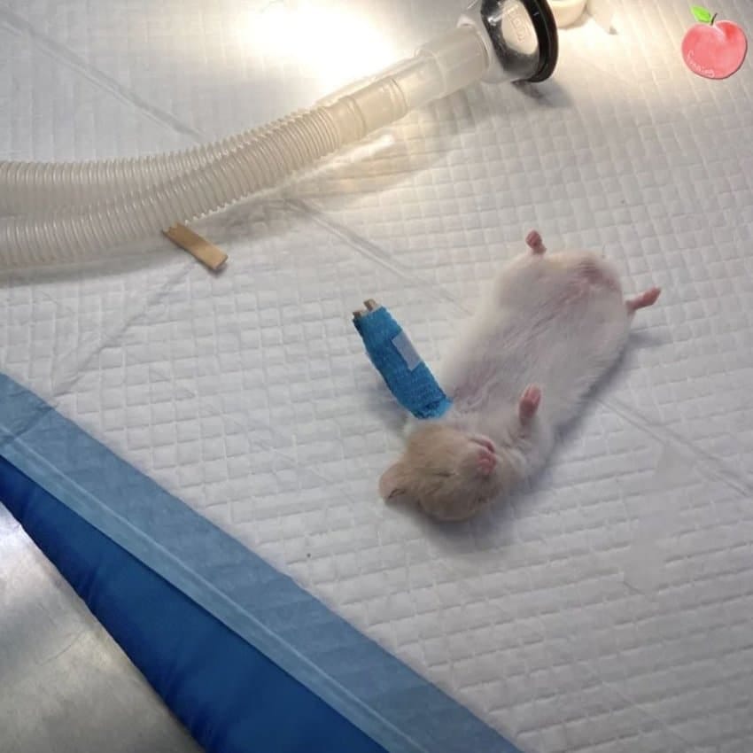 동물병원 진료비.jpg