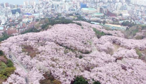 부산 사람들이 불편하게 여긴다는 산