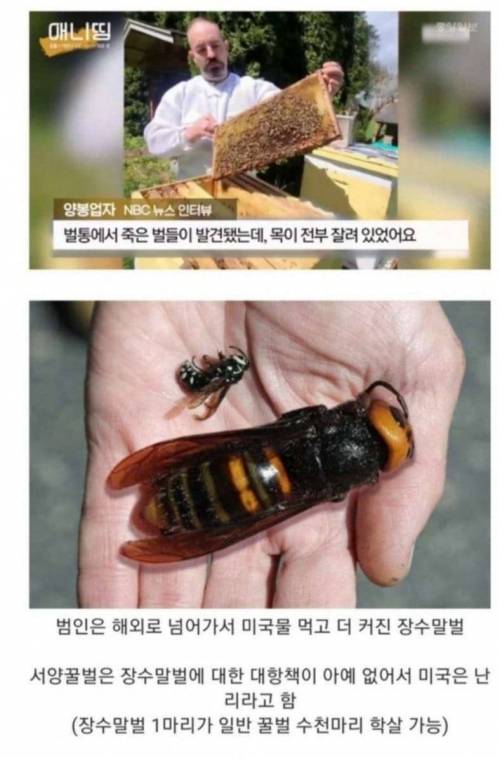 미국물 제대로 먹은 토종생물