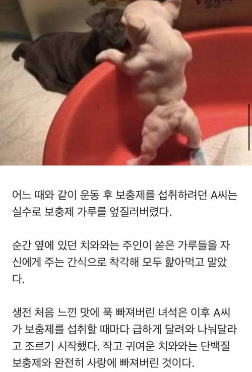 단백질 훔쳐먹은 치와와