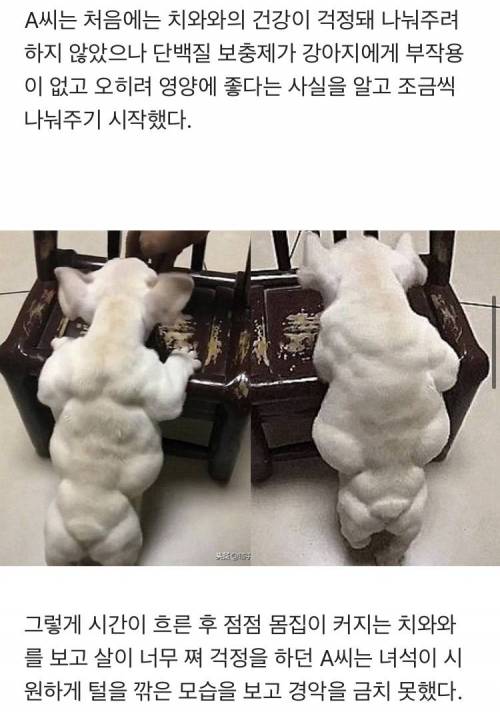 단백질 훔쳐먹은 치와와