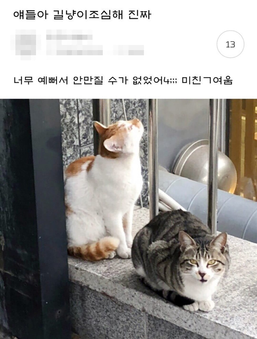 얘들아 길냥이 조심해 진짜