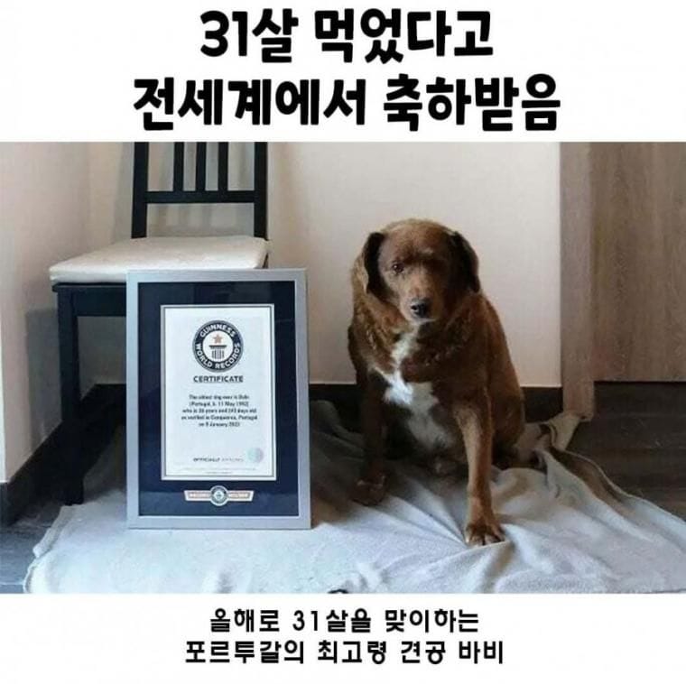 31살 먹었다고 전세계에서 축하받음