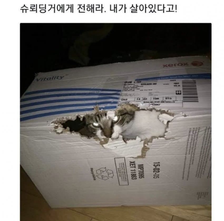 살아남은 슈뢰딩거의 고양이...jpg