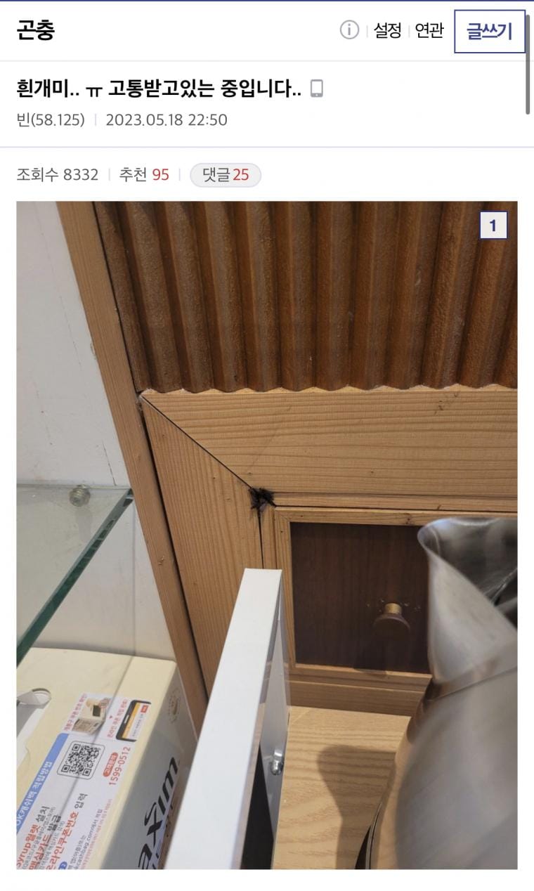 충남 아산에도 터진 흰개미 사건 ㄷㄷ