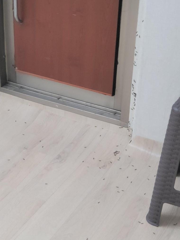 충남 아산에도 터진 흰개미 사건 ㄷㄷ