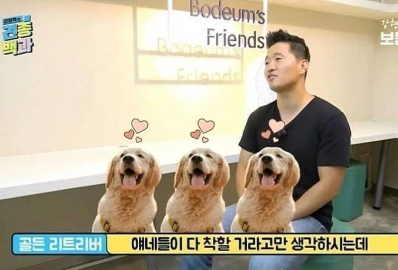 골든 리트리버가 착할 거라만 생각하는데