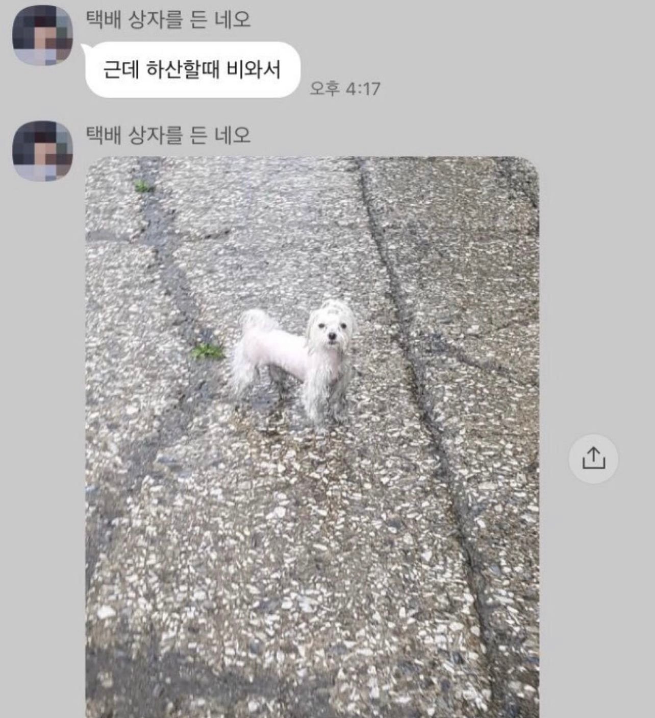 산책할 땐 뽀송했던 강아지.jpg