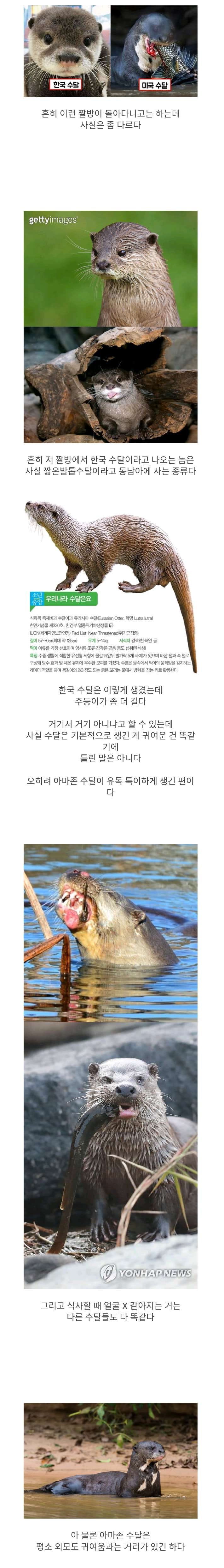 수달에 관한 오해