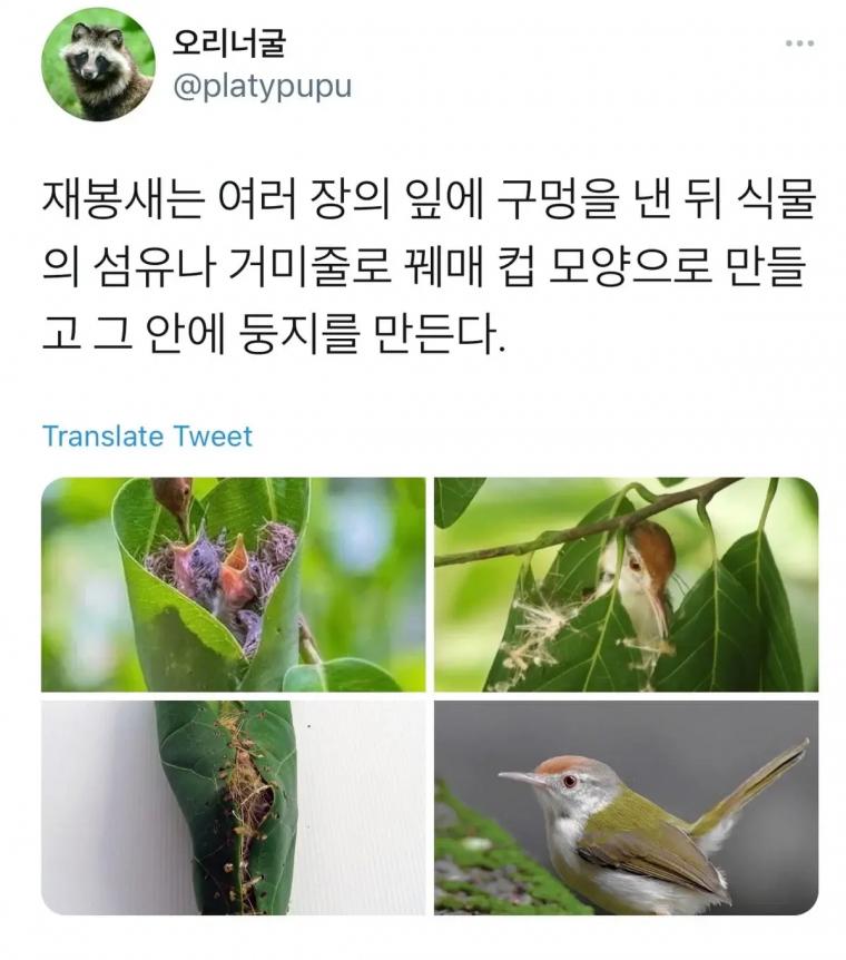 재봉새가 둥지를 만드는 방법