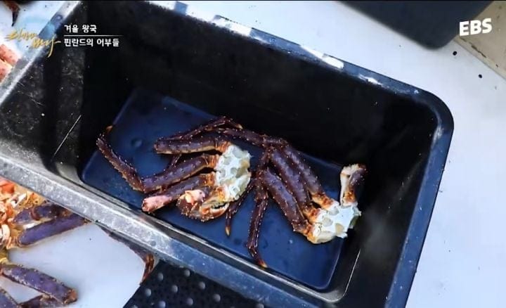 핀란드식 킹크랩 요리