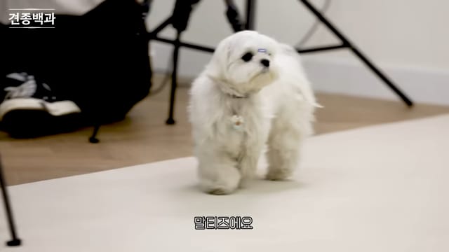 강형욱에게 문의가 가장 많이 온다는 사나운 견종