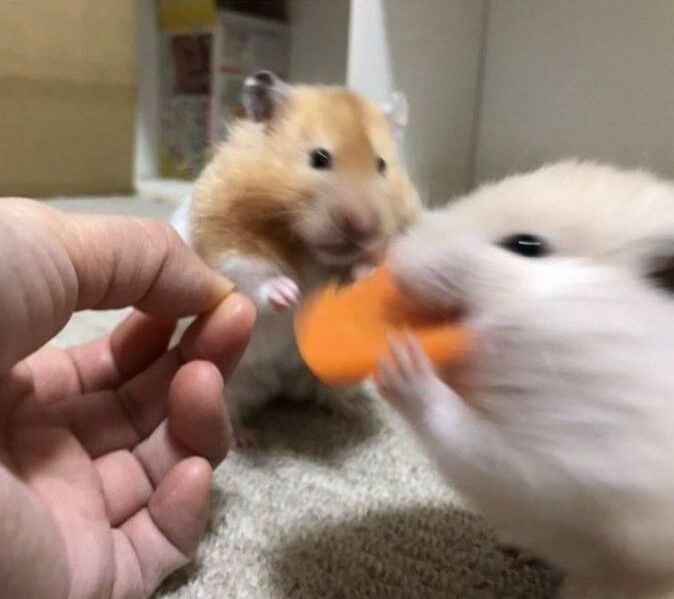 1초 행복했던 햄토리.jpg