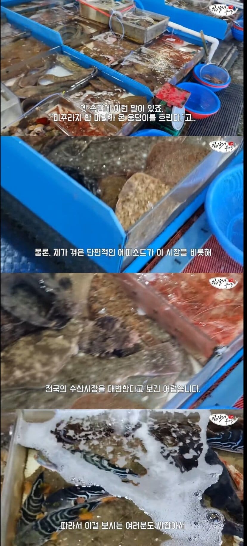 죽은 복어를 횟감으로 팔려다 걸린 상인반응