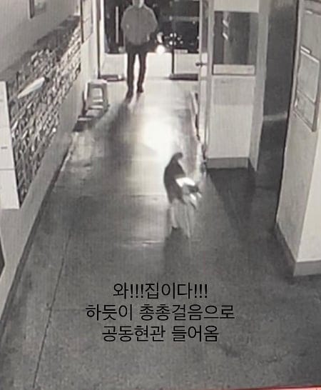 잃어버린 개가 집 찾아온 사연.jpg