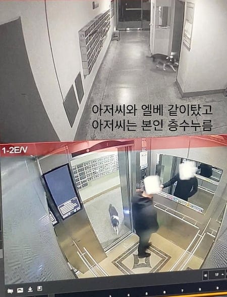 잃어버린 개가 집 찾아온 사연.jpg