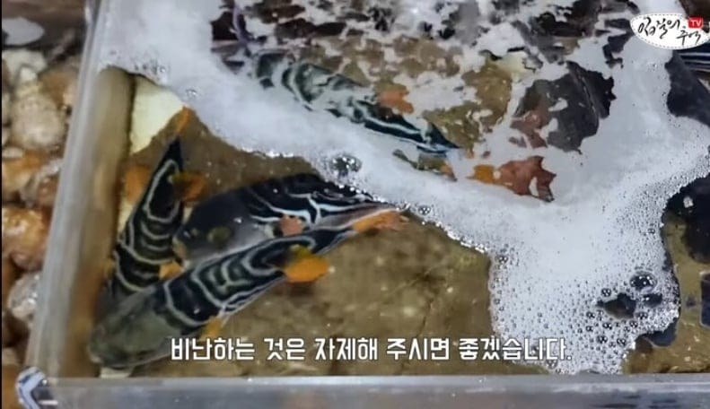 죽은 복어를 횟감으로 팔려다 걸린 상인반응