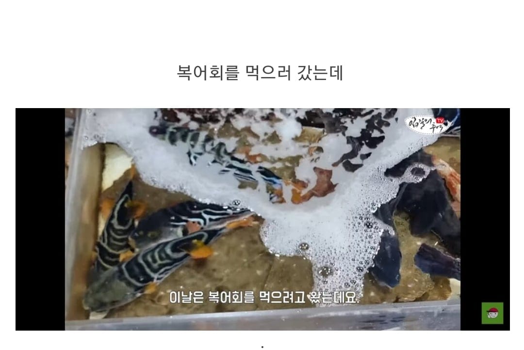 죽은 복어를 횟감으로 팔려다 걸린 상인반응