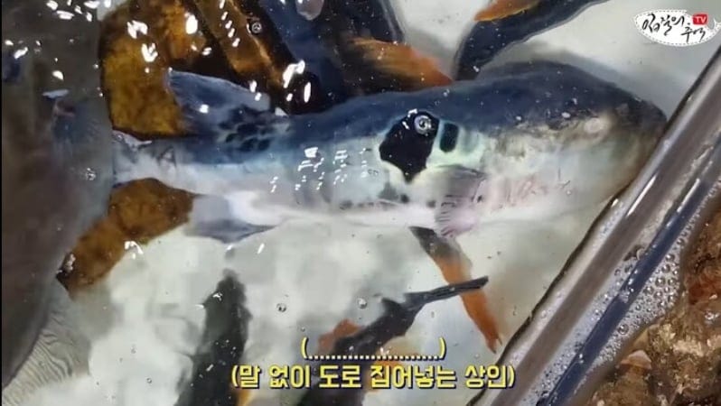 죽은 복어를 횟감으로 팔려다 걸린 상인반응