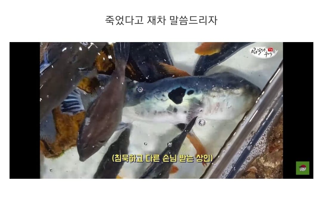 죽은 복어를 횟감으로 팔려다 걸린 상인반응