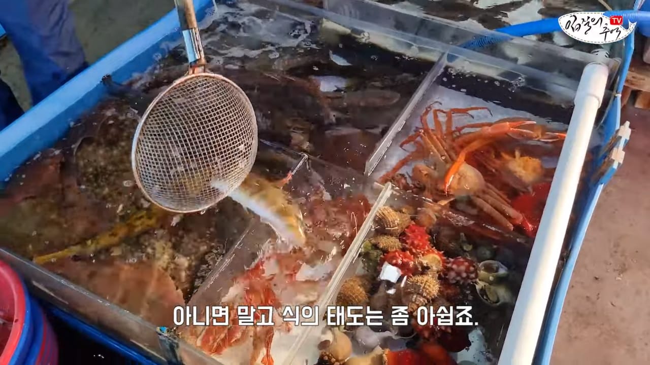 죽은 복어를 횟감으로 팔려다 걸린 상인반응