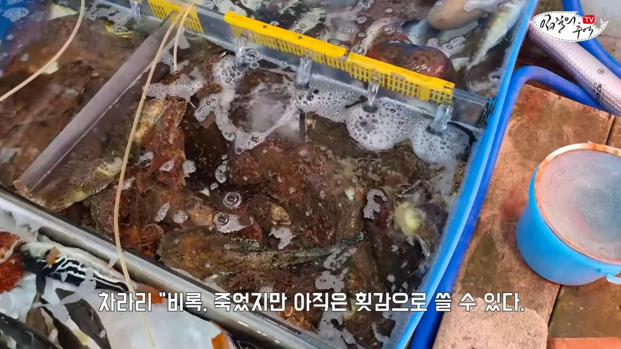 죽은 복어를 횟감으로 팔려다 걸린 상인반응