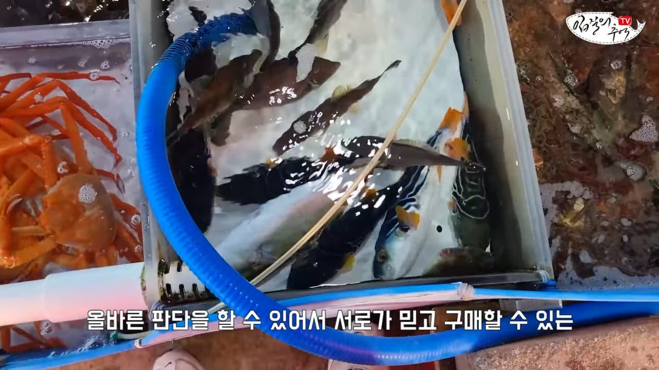 죽은 복어를 횟감으로 팔려다 걸린 상인반응