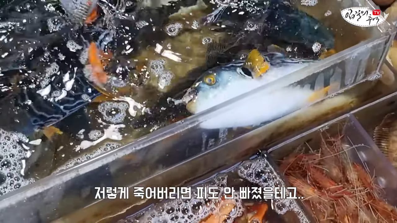 죽은 복어를 횟감으로 팔려다 걸린 상인반응