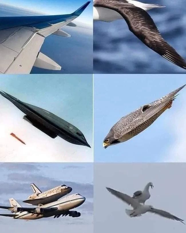비행기는 새의 영감을 받아 발명되었다는 사진 몇장ㅋㅋ.jpg