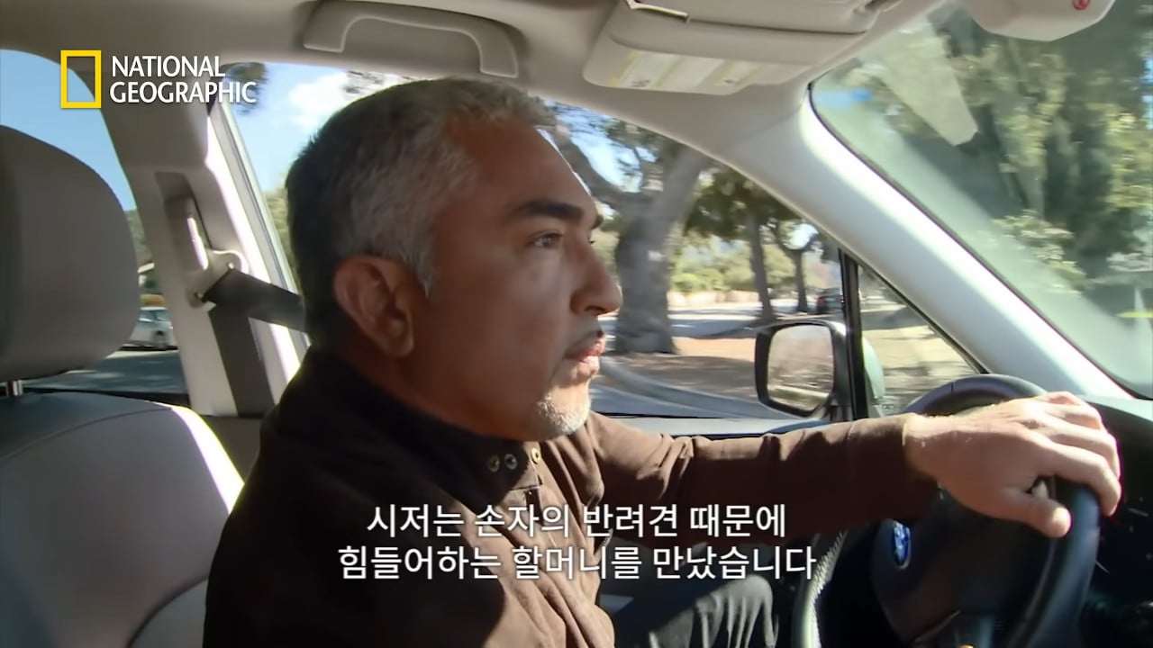 천조국식 무는 개 교정법