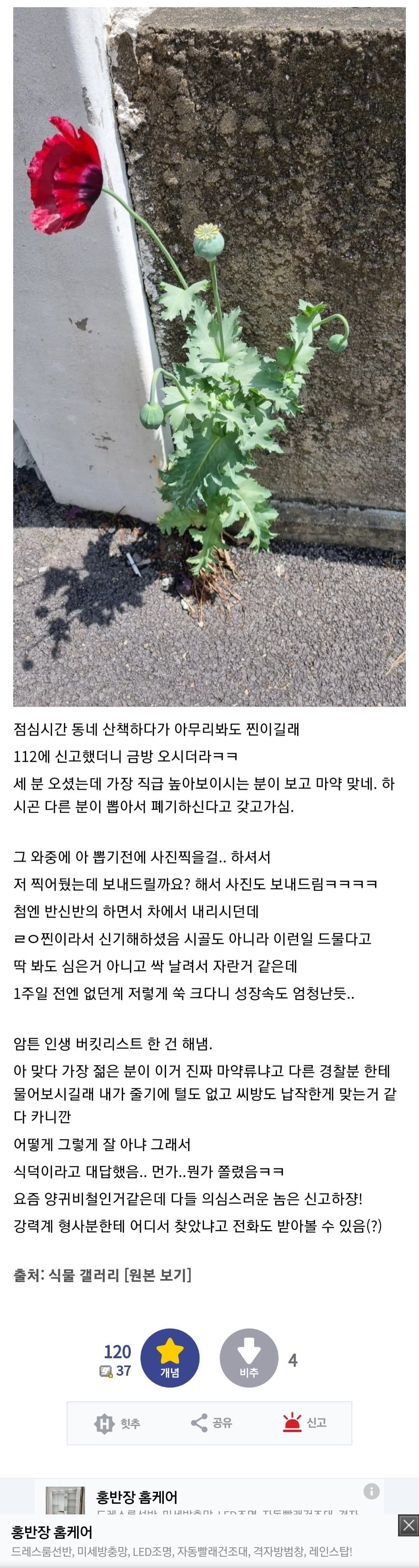 길거리에서 양귀비 발견한 식물갤러..jpg