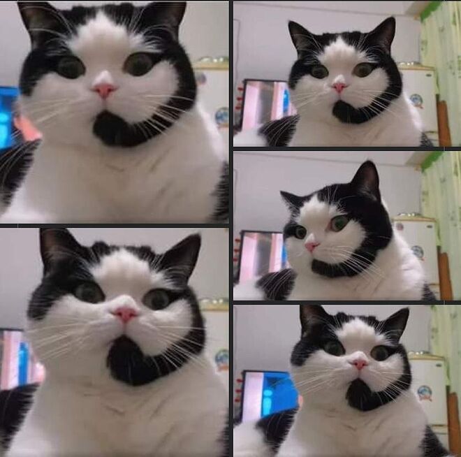 콜센터에 취직한 냐옹이.jpg