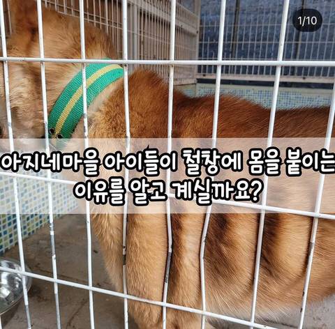 유기견들이 철창에 몸을 딱 붙이는 이유.