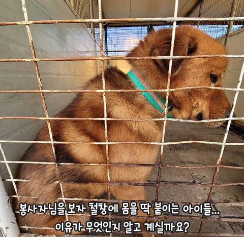 유기견들이 철창에 몸을 딱 붙이는 이유.