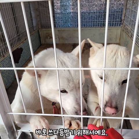 유기견들이 철창에 몸을 딱 붙이는 이유.