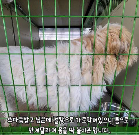 유기견들이 철창에 몸을 딱 붙이는 이유.