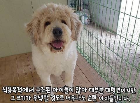 유기견들이 철창에 몸을 딱 붙이는 이유.