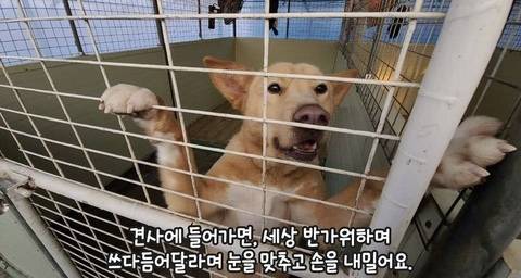 유기견들이 철창에 몸을 딱 붙이는 이유.