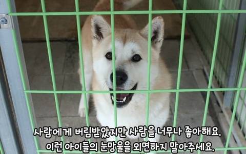 유기견들이 철창에 몸을 딱 붙이는 이유.
