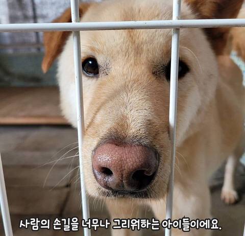 유기견들이 철창에 몸을 딱 붙이는 이유.