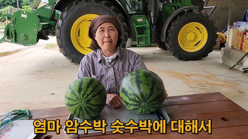 꿀수박 고르는 팁.jpg
