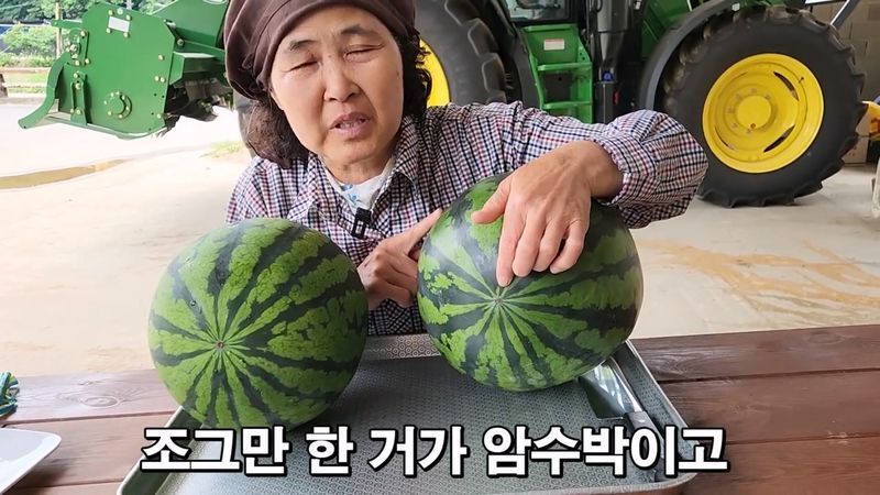 꿀수박 고르는 팁.jpg