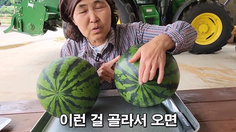꿀수박 고르는 팁.jpg