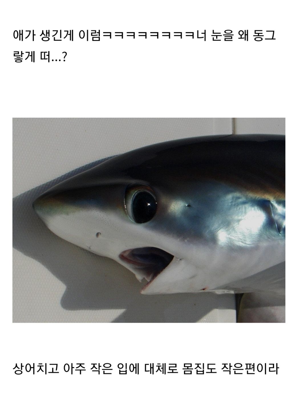 바다에서 사람을보면 경멸하듯이 쳐다보고간다는 상어