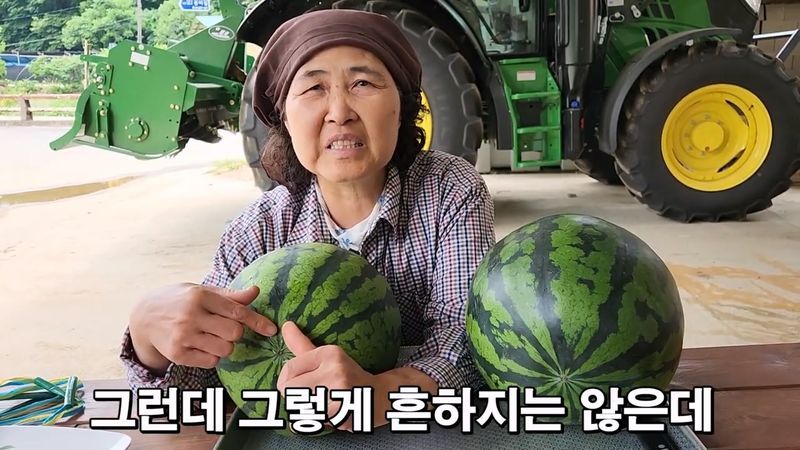 꿀수박 고르는 팁.jpg