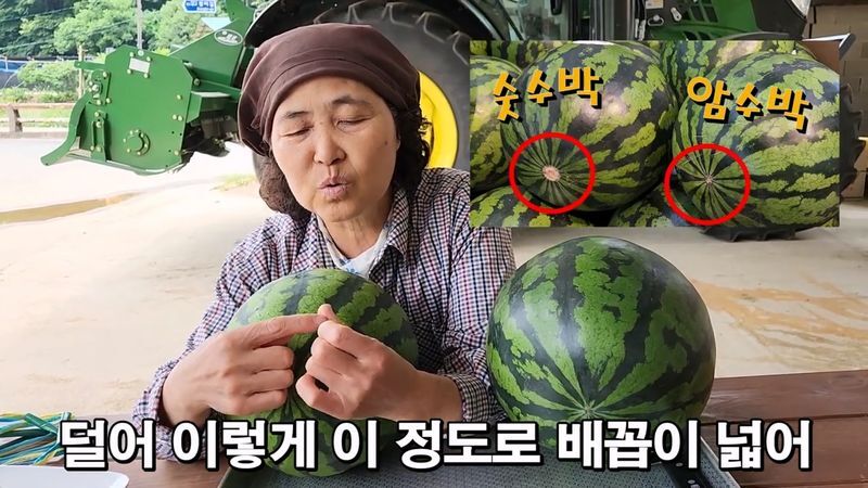 꿀수박 고르는 팁.jpg