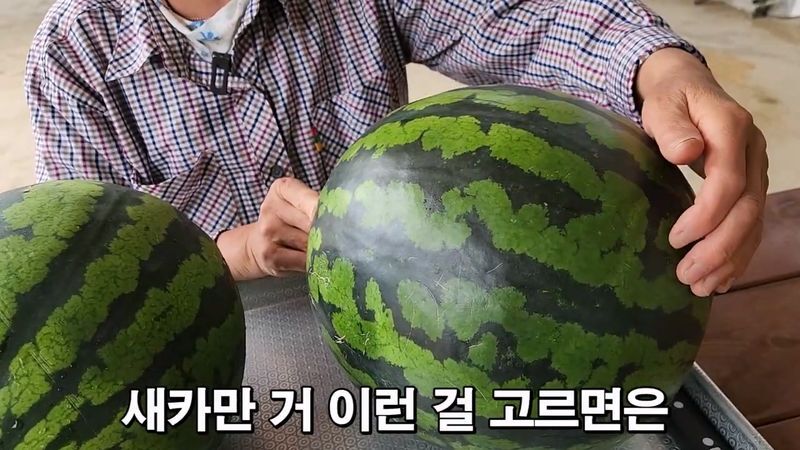꿀수박 고르는 팁.jpg