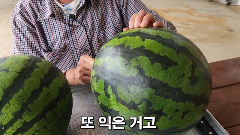 꿀수박 고르는 팁.jpg