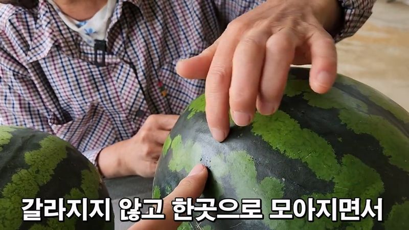 꿀수박 고르는 팁.jpg